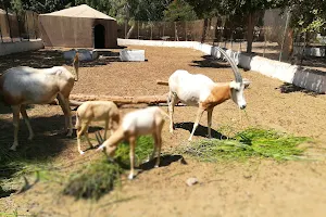 Fayoum Zoo image