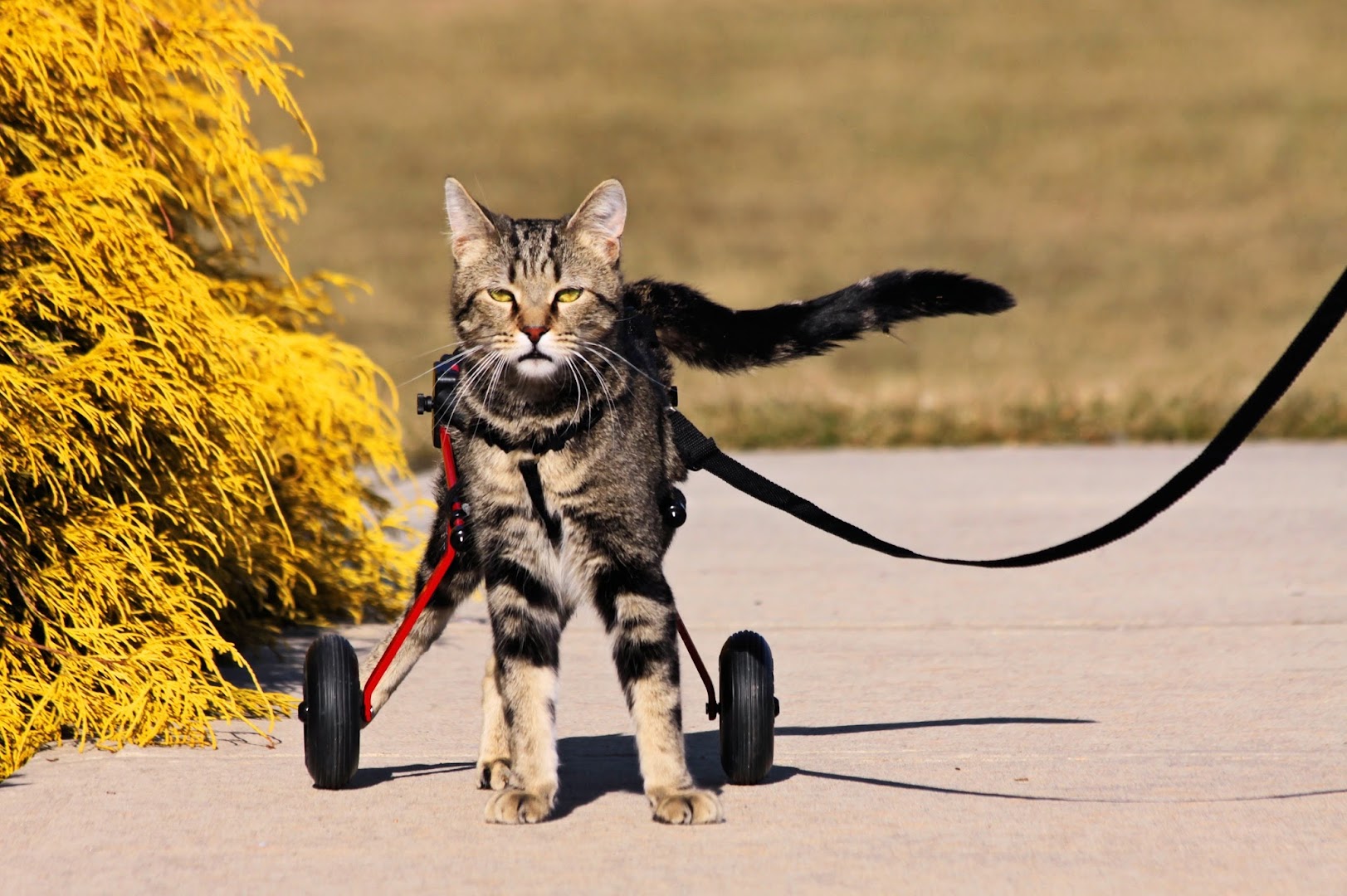 Tabby's Place: a Cat Sanctuary