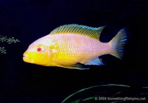 Aquarium Shop «Something Fishy Inc.», reviews and photos, 4764 State Rd, Cleveland, OH 44109, USA