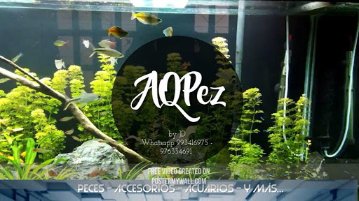 ECONOPETS - AQPez