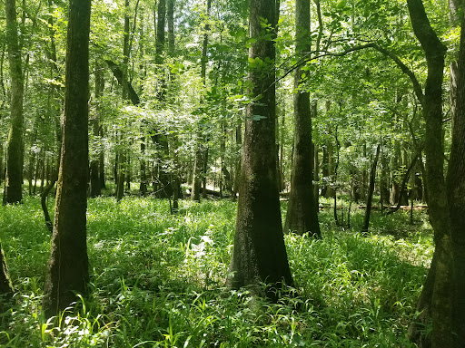 National Park «Congaree National Park», reviews and photos