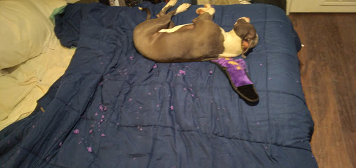 Animal Protection Organization «Charleston Animal Society», reviews and photos