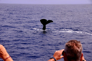 Photo n°13 de Méditerranée Pêche Découverte à Beaulieu-sur-Mer ()