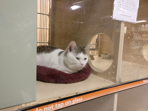 Pet Supply Store «PetSmart», reviews and photos, 3520 S El Camino Real, San Mateo, CA 94403, USA