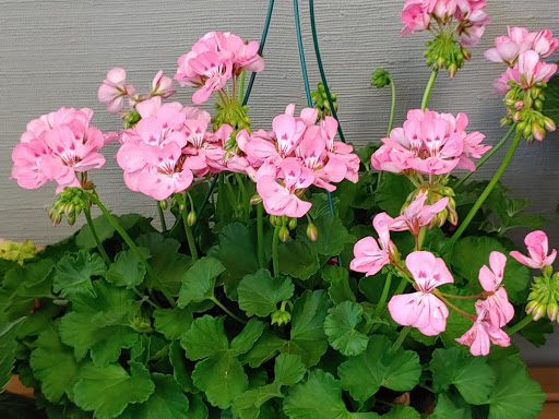 Florist «A Daisy A Day», reviews and photos, 749 Silas Creek Pkwy, Winston-Salem, NC 27127, USA