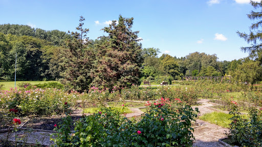 Ogród różany w Chorzowie