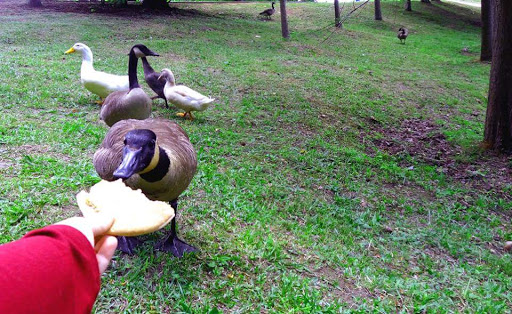 Park «Bogan Park Community Recreation & Aquatic Center», reviews and photos, 2723 N Bogan Rd NE, Buford, GA 30519, USA