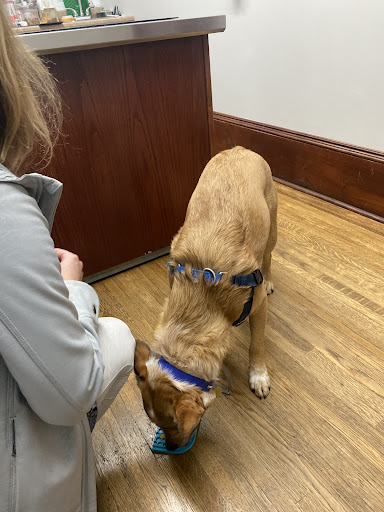 Vetwise Animal Hospital image