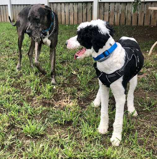 Pet Boarding Service «Howliday Inn Suites & Treats Pet Resort», reviews and photos, 1 Davis Ct, Hurricane, WV 25526, USA