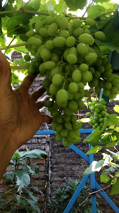 KEBUN ANGGUR UTB vineyard( garden grape)