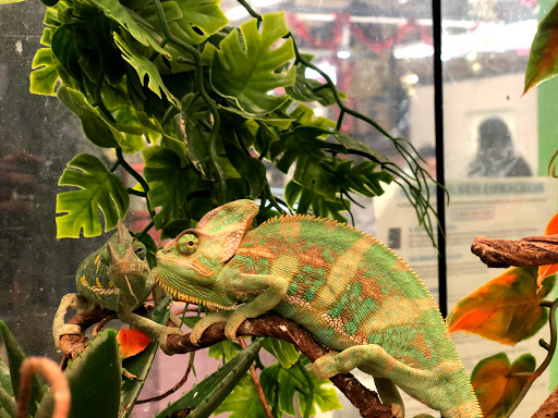 Pet Supply Store «Super Pet Store», reviews and photos, 5220 S Pulaski Rd, Chicago, IL 60632, USA