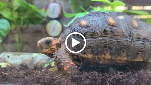 Pet Supply Store «Petco Animal Supplies», reviews and photos, 600 US-441, The Villages, FL 32159, USA