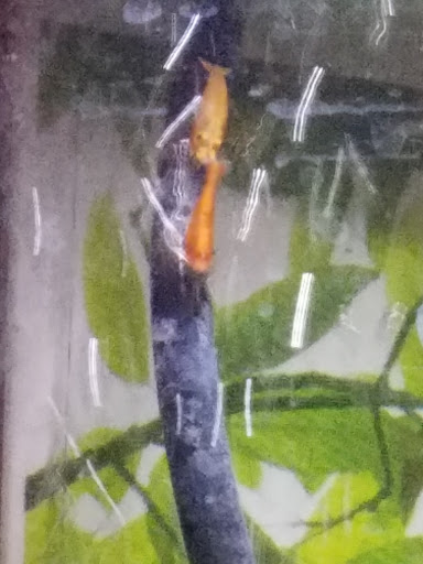 Pet Store «Liberty Agway Pet Center», reviews and photos, 11 Bon Jovi Ln, Liberty, NY 12754, USA