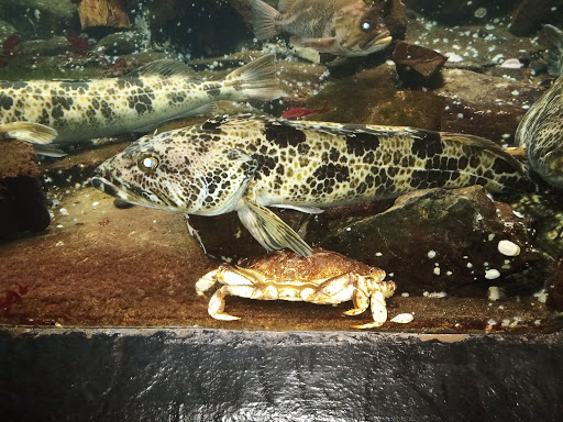 Aquarium «Seaside Aquarium», reviews and photos, 200 N Prom, Seaside, OR 97138, USA