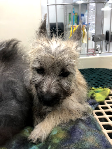 Pet Store «Petland», reviews and photos, 1514 Stonecreek Dr, Pickerington, OH 43147, USA