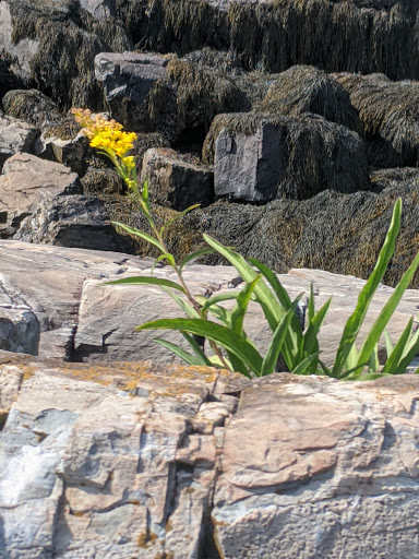 Art Museum «Ogunquit Museum-American Art», reviews and photos, 543 Shore Rd, Ogunquit, ME 03907, USA