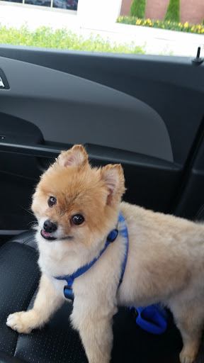 Pet Supply Store «PetSmart», reviews and photos, 2389 Taylor Park Dr, Reynoldsburg, OH 43068, USA