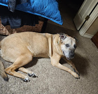 Bougee’s Doggy Daycare and Boarding - Photo 5 - Car repair in San Antonio, TX, San Antonio