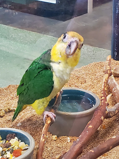 Pet Store «A Family Pet Center», reviews and photos, 6230 N Lockwood Ridge Rd, Sarasota, FL 34243, USA