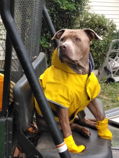 Pet Supply Store «Petco Animal Supplies», reviews and photos, 377 W Jackson St #11, Cookeville, TN 38501, USA