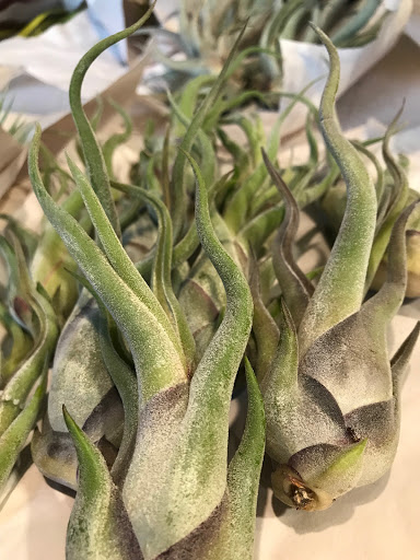 Florist «Herban Bloom», reviews and photos, 17600 Vashon Hwy SW, Vashon, WA 98070, USA