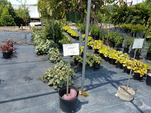 Greensboro Shrub Nursery