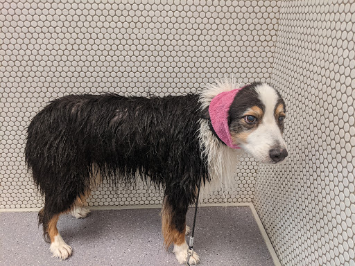 Pet Groomer «Bubbly Paws Dog Wash & Grooming», reviews and photos, 949 Grand Ave, St Paul, MN 55105, USA