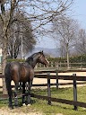 Centro Equestre Bresciano-Dressage-Chiari