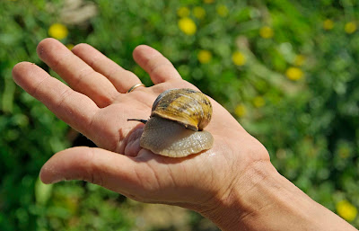 L'Escargoterie de l'Ile de Groix à Groix