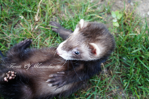 Ferrets Of Massachusetts