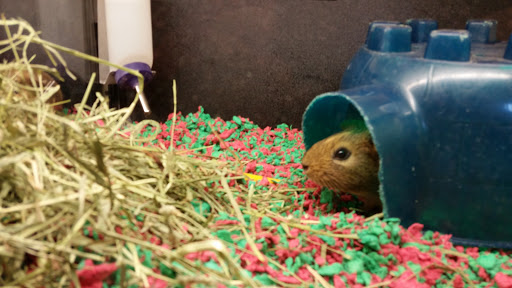 Pet Supply Store «PetSmart», reviews and photos, 7225 Bell Creek Rd Ste 228, Mechanicsville, VA 23111, USA