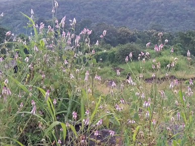 Google Maps image 24