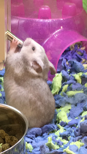 Pet Supply Store «PetSmart», reviews and photos, 9589 Ridgetop Blvd NW, Silverdale, WA 98383, USA