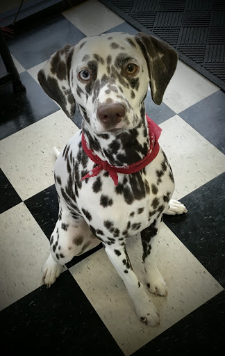 Pet Groomer «A Klassy Lassie, LLC», reviews and photos, 30 Old Jackson Rd, McDonough, GA 30252, USA