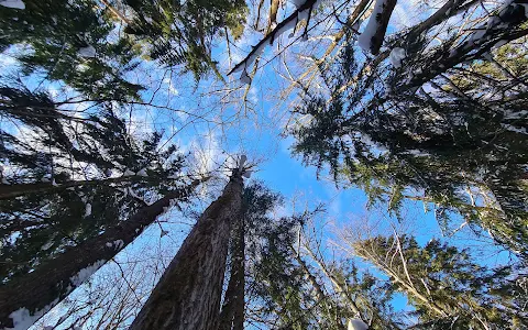 Piačerski forest park image