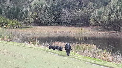 Golf Club «Raptor Bay Golf Club», reviews and photos, 23001 Coconut Point Resort Dr, Estero, FL 33928, USA