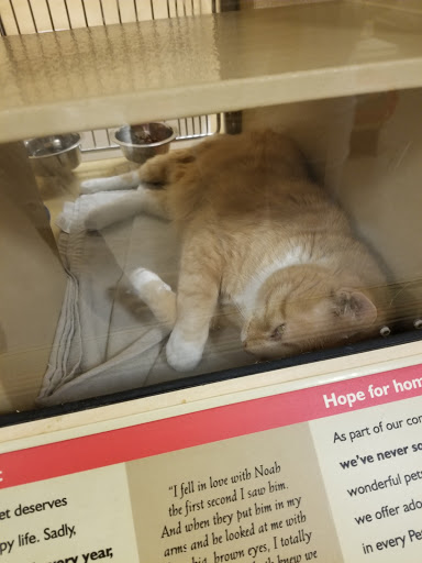 Pet Supply Store «PetSmart», reviews and photos, 400 Universal Dr N, North Haven, CT 06473, USA