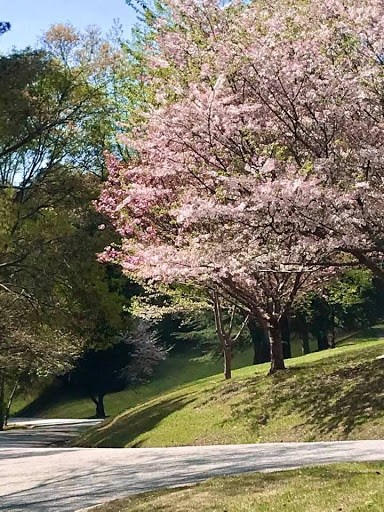 Cemetery «Crest Lawn Memorial Park», reviews and photos, 2000 Marietta Blvd NW, Atlanta, GA 30318, USA