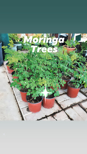 Plant Nursery «HOUSTON PLANTS & GARDEN WORLD», reviews and photos, 16726 North Fwy, Houston, TX 77090, USA