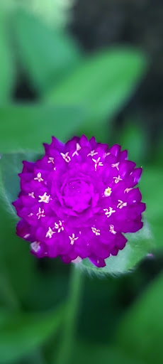 Garden «Conservatory Garden», reviews and photos, 402 5th Ave, New York, NY 10029, USA