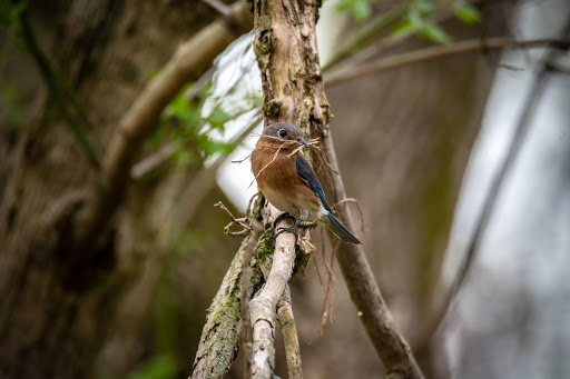 Nature Preserve «Clyde Shepherd Nature Preserve», reviews and photos, 2580 Pine Bluff Dr, Decatur, GA 30033, USA