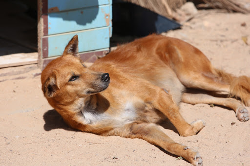 Bodhi Dog Shelter