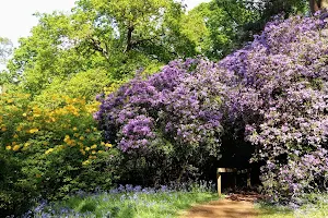 Bowood Woodland Gardens image