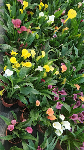 Νταλιάνης Φυτά