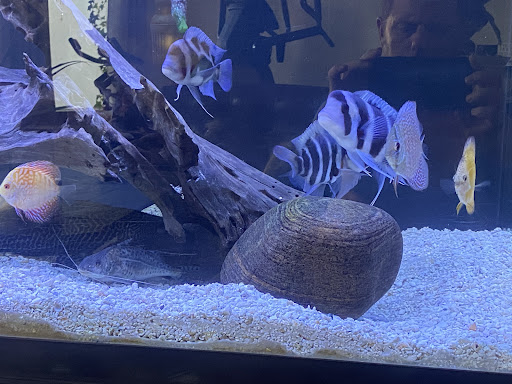 Tropical Fish Store «Golden Fish Aquariums», reviews and photos, 7145 W Colfax Ave, Lakewood, CO 80214, USA
