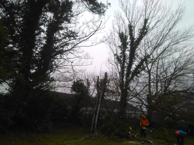 Reviews of Belfast Tree & Garden Services - Pruned /Topped/Removed in Belfast - Landscaper