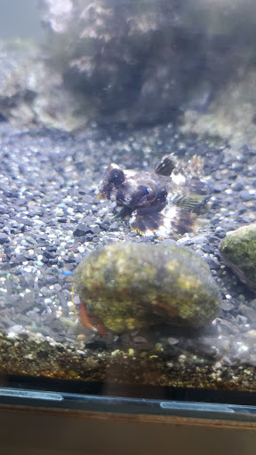 Tropical Fish Store «House of Fins», reviews and photos, 99 Bruce Park Ave, Greenwich, CT 06830, USA