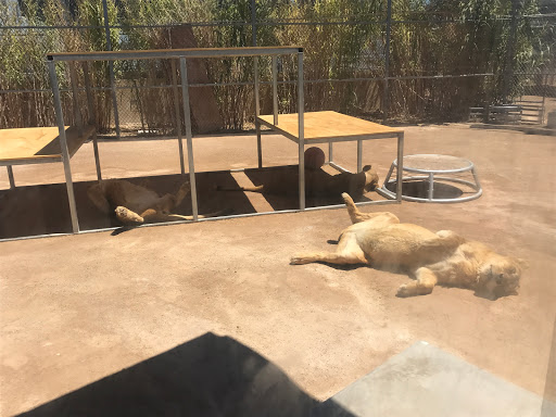 Zoo «Lion Habitat Ranch Inc», reviews and photos, 382 Bruner Ave, Henderson, NV 89044, USA