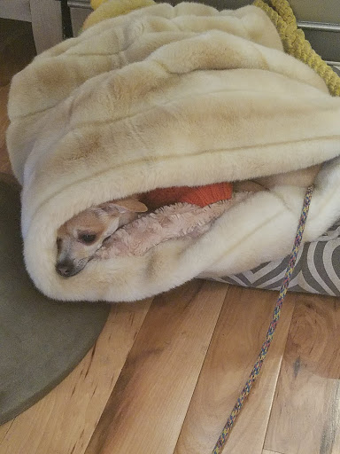 Boutique «The Little Apple», reviews and photos, 4361 Main St, Philadelphia, PA 19127, USA