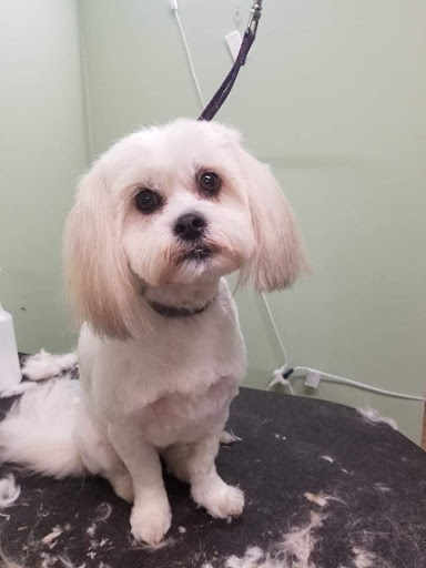 Pet Groomer «Doggie Style Bowtique», reviews and photos, 1713 Westport Rd, Kansas City, MO 64111, USA